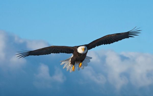 Su, Keren 아티스트의 Bald Eagle flying-Homer-Alaska-USA작품입니다.
